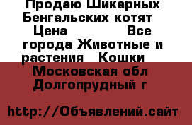 Продаю Шикарных Бенгальских котят › Цена ­ 17 000 - Все города Животные и растения » Кошки   . Московская обл.,Долгопрудный г.